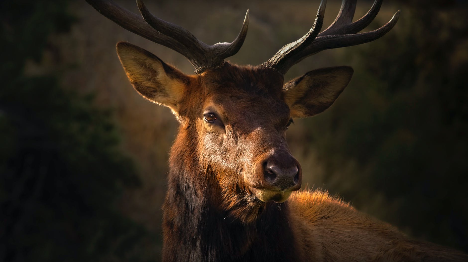 🦌ライトセンサス🔦